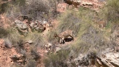 Dağ keçisi dağda yemek yiyor, çalılar ve kuru otlar var, kayalar var.