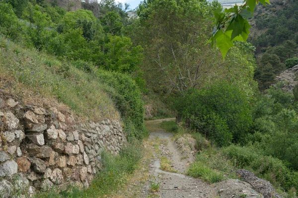 古い道路の植生に囲まれ ある石の壁と緑の木です — ストック写真