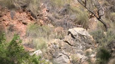 Dağ keçisi dağda yemek yiyor, çalılar ve kuru otlar var, kayalar var.