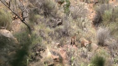 Dağ keçisi dağda yemek yiyor, çalılar ve kuru otlar var, kayalar var.