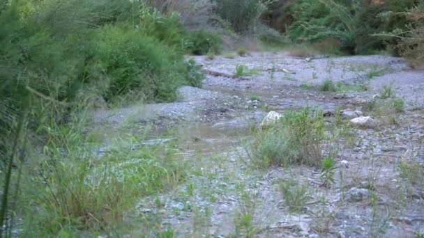 Rio Rio Transporta Água Chão Pedras — Vídeo de Stock