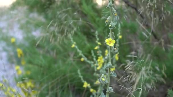Rumput Hijau Dengan Bunga Kuning Bergerak Melalui Udara — Stok Video