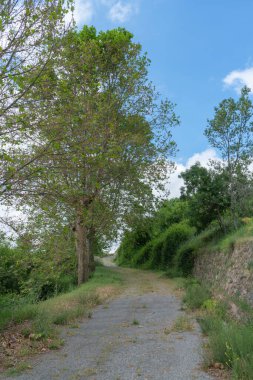 Bitkilerle çevrili eski yol, taş bir duvar ve yeşil ağaçlar var.