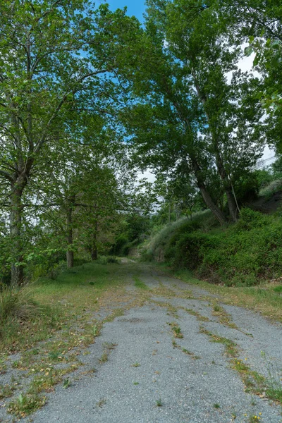 Oude Weg Omgeven Door Vegetatie Een Stenen Muur Groene Bomen — Stockfoto