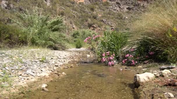 Woda Przepływa Przez Rzekę Jest Krzak Różowymi Kwiatami Trzcinami Ziemia — Wideo stockowe