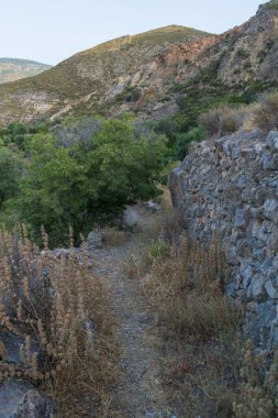 Bitkiler arasında dar toprak yol, ağaçlar ve taşlar var.