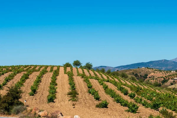 Vingård Bergen Södra Spanien Det Finns Berg Sidan Med Träd — Stockfoto