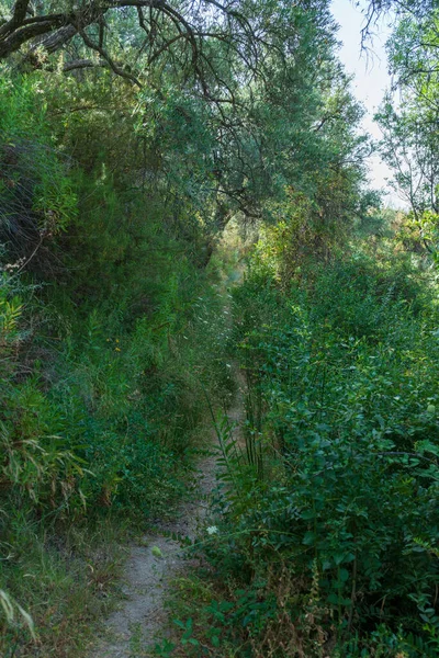 Enger Feldweg Zwischen Der Vegetation Bäume Und Steine — Stockfoto