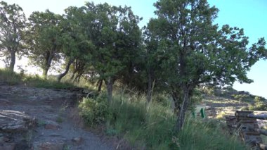 Hava tarafından taşınan bitki örtüsü, ağaçlar ve çimenler var, gökyüzü mavi.