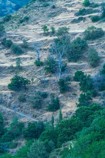 There are green trees and several dry trees, the grass is dry because it is summer, a dirt road passes between the trees