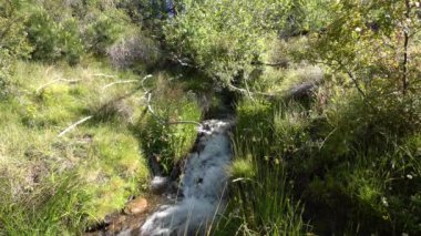 Eski sulama hendeği, su bitkiler arasında akar, ağaçlar vardır ve gökyüzü mavidir.