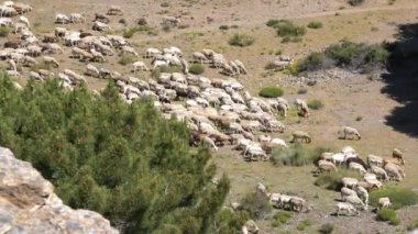 Koyunlar tarlada otluyor, çalılar var, yerde çimenler ve taşlar var, ağaçlar var.