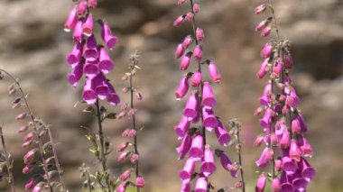 Rüzgarda hareket eden çiçekler, pembe ve beyazdır.