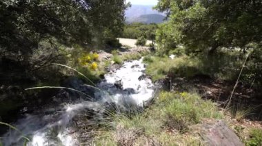 Dağ yamacından aşağı akan su, sarı çiçekli bitki örtüsü, ağaçlar ve kayalar var.