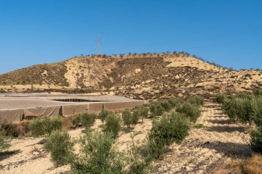 Zeytin yetiştirme alanı eski bir seranın yanında, arkasında badem ağaçları ve yüksek voltaj kulesi olan bir dağ var, gökyüzü temiz.