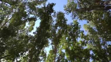 Rüzgarda hareket eden yapraklar ve ağaç dalları, çalılarla kaplı dağlar var.
