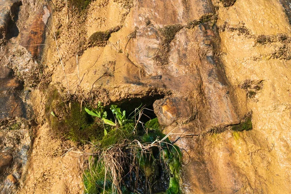 Grama Verde Uma Parede Pedra Buraco Com Musgo Parede Está — Fotografia de Stock