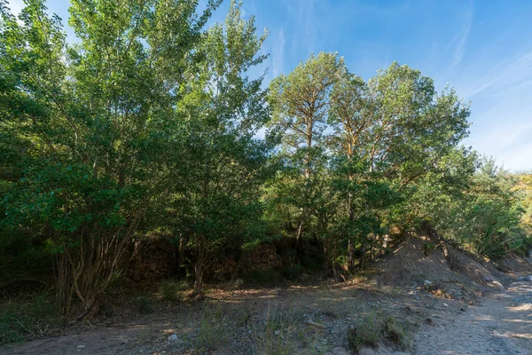 Bomen Oever Van Rivier Grond Zand Lucht Heeft Wolken — Stockfoto