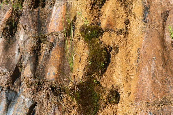 Fundo Pedra Molhada Com Musgo Uma Planta — Fotografia de Stock