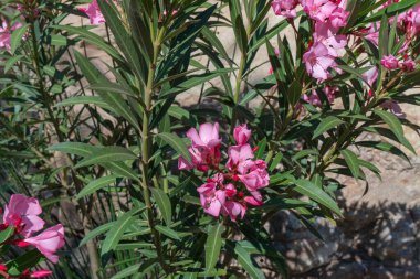 Çalıların pembe ve beyaz çiçekleri, çalıların yeşil yaprakları vardır.