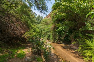Dağların arasından akan su, ağaçların, sazların ve çalıların bol bitki örtüsü, yerde taşlar, gökyüzü mavidir.