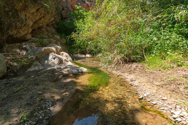 山の間の川を流れる水は 地面には石がある木 葦や茂みの豊富な植生があります — ストック写真