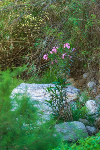 bush with pink flowers in the river, there are reeds and vegetation behind the bush, on the ground there are stones