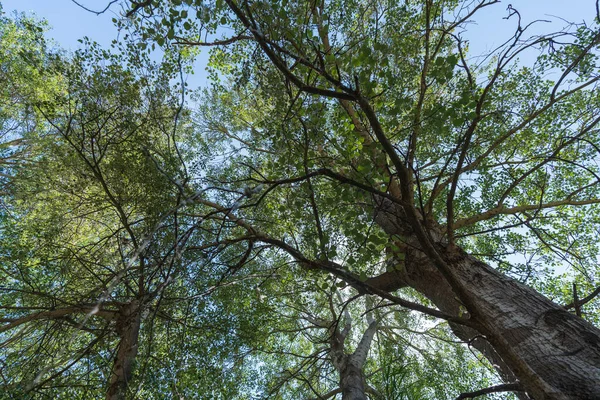 Bazı ağaçların tepesinde kuru dallar ve yeşil yapraklı dallar vardır. Gökyüzü açıktır.