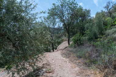 Ağaçlar arasında dağ yolu, çalılar ve çeşitli ağaçlar var, gökyüzü çok az bulutla berrak.