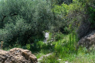 Zeytin ağaçları, çalılar ve çimenler arasında dağ yolu. Yerde taşlar ve kayalar var.