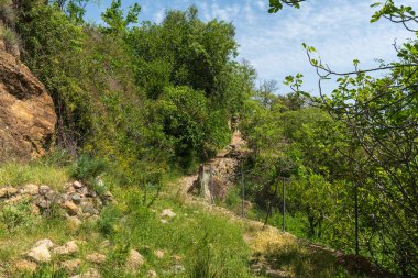 Ağaçlar arasında dağ yolu, çalılar ve çeşitli ağaçlar var, gökyüzü çok az bulutla berrak.