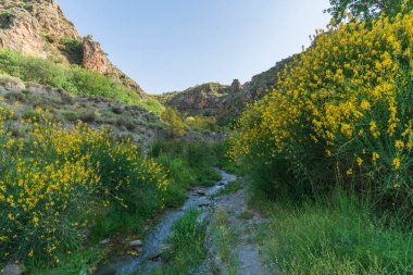 Nehirden akan sular yeşilliklerle çevrilidir, yerde yeşil çimenler ve sarı çiçekli çalılar vardır, dağlık bir alandır ve gökyüzü temizdir.