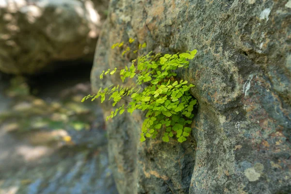 Grüne Pflanze Die Auf Einem Felsen Wächst Die Stängel Sind — Stockfoto