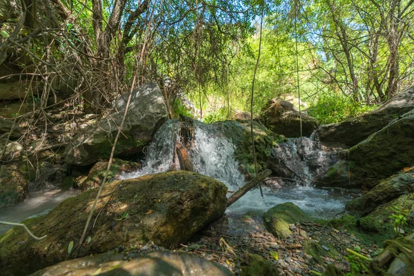 水が川を流れ 周りに植生があり 木々や緑の植物があり 大きな岩があります — ストック写真