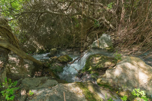 Wasser Fließt Den Fluss Hinunter Rundherum Gibt Vegetation Bäume Und — Stockfoto