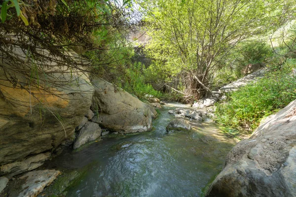 水が川を流れ 周りに植生があり 木々や緑の植物があり 大きな岩があります — ストック写真