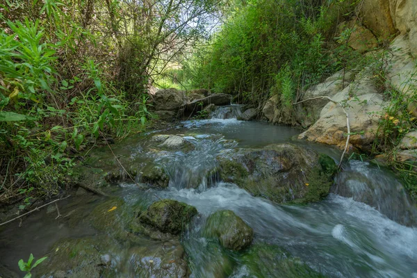 水が川を流れ 周りに植生があり 木々や緑の植物があり 大きな岩があります — ストック写真