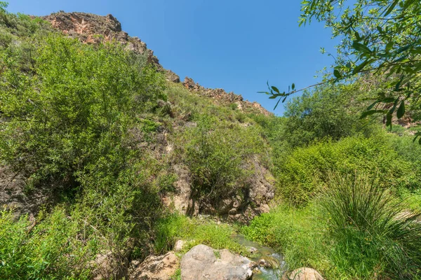 Water Flowing River Vegetation Trees Green Plants Large Rocks Royalty Free Stock Photos