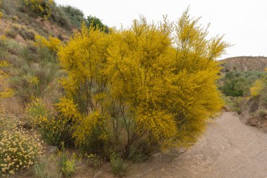 Kırsalda çiçek açan bir bitki, yandaki kuru dereden geçen bir alan.