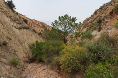 İspanya 'nın güneyindeki dağlık arazide çalılar ve ağaçlar var. Yerde taşlar var ve gökyüzü bulutlu.