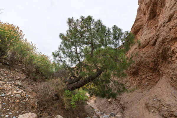 南スペインの山岳風景は 低木や木があり 地面には石があり 空は曇っています — ストック写真