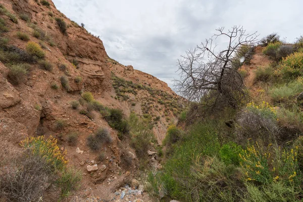 Bergige Landschaft Südspanien Gibt Sträucher Und Bäume Auf Dem Boden — Stockfoto