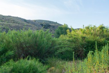 Dağlık arazide bitki örtüsü, sazlıklar ve ağaçlar var, yerde çimenler, dağın yamacında çalılar ve ağaçlar var ve gökyüzünde çok az bulut var.