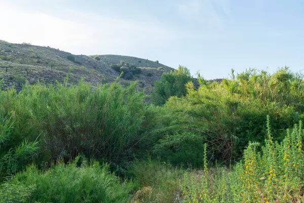 Dağlık arazide bitki örtüsü, sazlıklar ve ağaçlar var, yerde çimenler, dağın yamacında çalılar ve ağaçlar var ve gökyüzünde çok az bulut var.