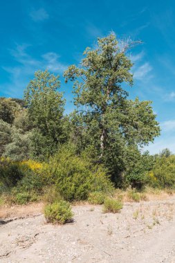 Bitki örtüsü ve ağaçlarla kurumuş nehir, nehir yatağında kum ve taşlar var, gökyüzü çok az bulutla temiz.