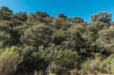 Dağın eteklerinde meşe ormanları var. Aşağıda sazlıklar ve çalılar var. Gökyüzü temiz.