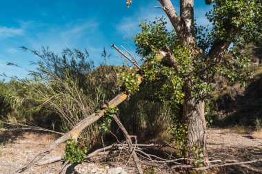 Kavak ve kamış tarlaları bir nehir yatağında, kavak ağacının kırık bir dalı var, yerde kuru dallar var ve gökyüzü az bulutla mavi