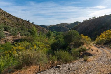 Güney İspanya 'nın dağlık arazisi, ağaçlar ve çalılar, toprak yol ve taşlar var, gökyüzünde çok az bulut var.