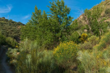 Güney İspanya 'da ağaçlık bölge, Akdeniz bitkilerinin bulunduğu dağlık bir bölge, gökyüzünde çok az bulut var.