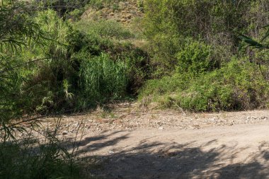 Kuru bir nehrin yanında bol miktarda sazlık ve çalılık alan var. Yeşil sazlıklar var. Yerde de taşlar ve kum var.